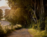 Beech Trees on Ladle Hill in Summer is a limited edition print by Charles Sainsbury-Plaice from CountrysideGreetings, depicting a sunlit gravel path curving beside Hampshire beech trees with dappled shadows, a field, and fence.