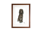 Irish Water Spaniel Bryn Parry Open Edition Print. Perfect for Dog Lovers