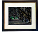 Ancient Yew Wood at night. A framed limited edition photograph by Charles Sainsbury-Plaice.
