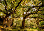 Tree and Woodland Greeting Card. Ancient Oak Woodland at Pentre Ifan by Charles Sainsbury-Plaice