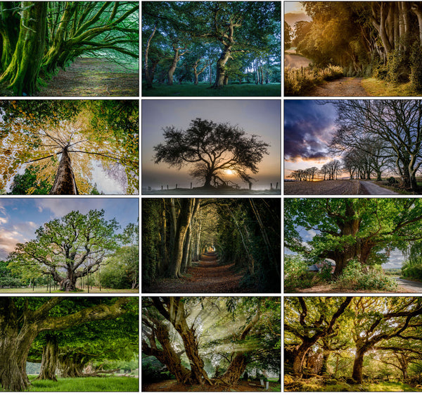 Great British Trees Greeting Cards Collection Multipack by Charles Sainsbury-Plaice