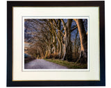 Beech Trees by Watership Down is a limited edition print by Charles Sainsbury-Plaice from CountrysideGreetings, featuring beech trees lining a curving trail in soft sunlight.