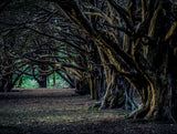 Ancient Yew Woodland/Trees (Great Yews) limited edition print by Charles Sainsbury-Plaice