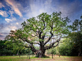 CountrysideGreetings presents The Major Oak, Sherwood Forest limited edition print by Charles Sainsbury-Plaice, featuring the iconic ancient English oak with metal supports against a partly cloudy sky and woodland backdrop.