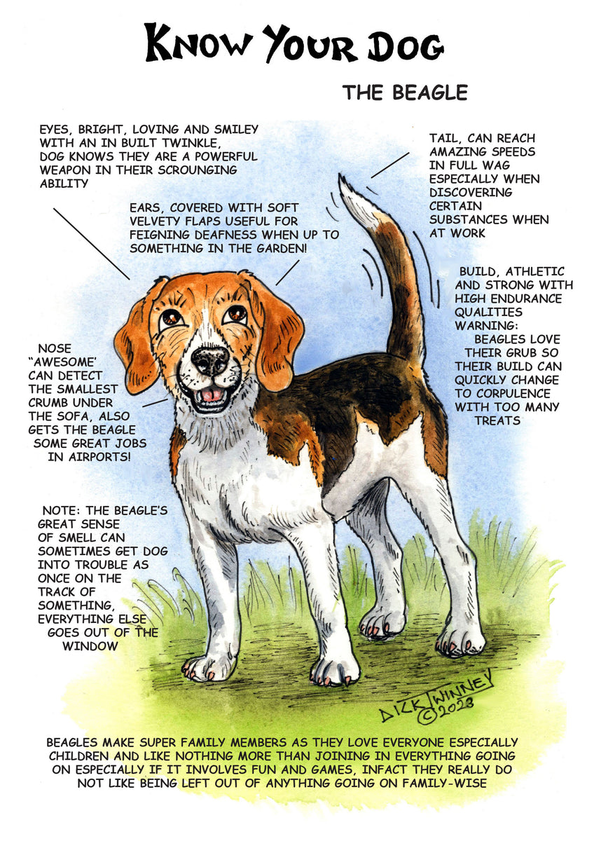 Beagle Facts Beagle Family Dog Information About Beagles Beagle