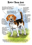 "Know Your Dog" Beagle Greeting Card by Dick Twinney