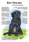 Know Your Dog Black Labrador Greeting Card by Dick Twinney
