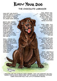 The Chocolate Labrador Dog Greeting Card by Dick Twinney, from Countryside Greetings, features a cheerful brown Lab sitting with tongue out and tail wagging—capturing their playful personality and love of food and outdoor adventures.