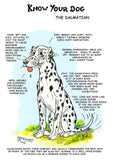A cartoon Dalmatian with its tongue out features on the Dalmatian Dog Greeting Card by Dick Twinney from Countryside Greetings, surrounded by funny notes about their playful quirks, spots, shedding, and why they’re lovable yet challenging pets.