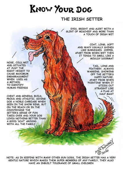 "Know Your Dog" Irish Setter Greeting Card by Dick Twinney