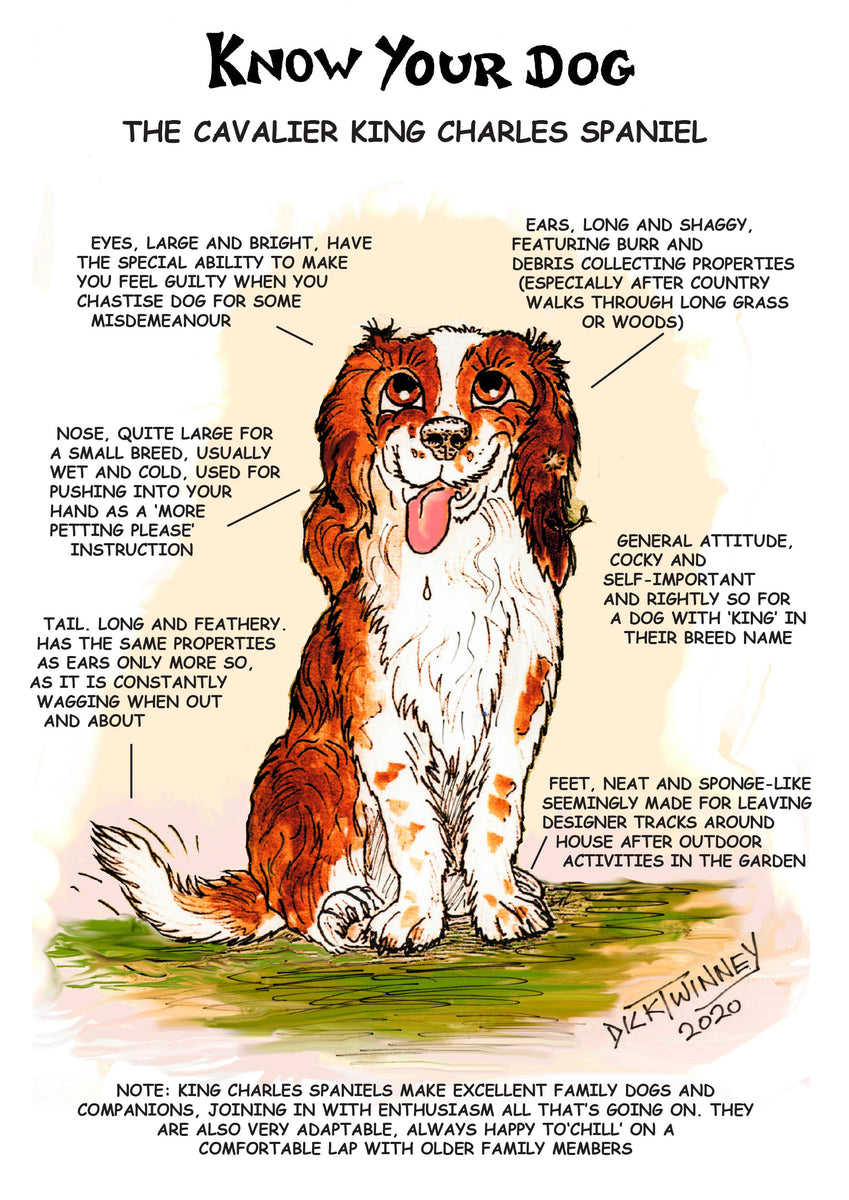 cavalier king charles spaniel best mellow dog breeds