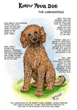 The Know Your Dog Labradoodle Greeting Card by Dick Twinney from Countryside Greetings features a happy, fluffy Labradoodle on grass with humorous illustrated labels and a paragraph praising Labradoodles as family pets. Perfect for dog lovers!.