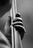 A close-up, black-and-white photo featured on Countryside Greetings 10 Shooting notecards with envelopes by Charles Sainsbury-Plaice captures the focus and precision of country sports, with a gloved hand gripping a stringed instrument’s neck.