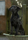 Black Labrador puppy greeting card with pup stood in wheelbarrow by Charles Sainsbury-Plaice.
