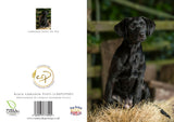The Black Labrador Dog Greeting Card (A5, folded) by Countryside Greetings features a photo by Charles Sainsbury-Plaice of a puppy on a hay bale with a rural backdrop. Eco-friendly and UK printed.