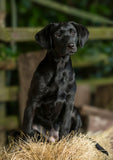 Black labrador greeting card with puppy sat on a bale of hay, by Charles Sainsbury-Plaice