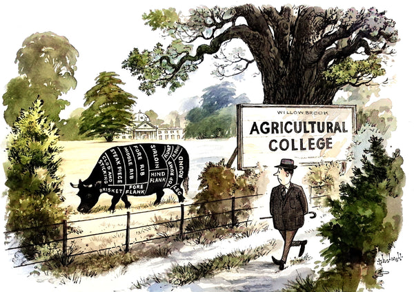 Agricultural college themed greeting card by Thelwell. Cow grazing in field with butchers cut chart marked on it.