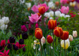 Gardening greeting card featuring flowering tulips of many colours reds, pinks, white and mauve.