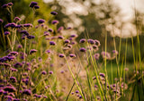 Gardening greeting card featuring Verbena in flower, back lit in soft evening lighting.
