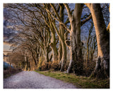 A dirt path winds by tall, leafless beech trees with twisting trunks in warm sunlight. This serene scene near Watership Down is captured in the Beech Trees by Watership Down print by Charles Sainsbury-Plaice (CountrysideGreetings).