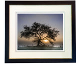 The Crab Apple Tree limited edition print by Charles Sainsbury-Plaice from CountrysideGreetings features a large, leafless tree silhouetted against a misty sunrise or sunset with soft light and a fence in the background.