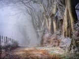 Beech Trees on Ladle Hill in Winter. Limited edition print by Charles Sainsbury-Plaice