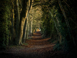 A sunlit forest path with fallen leaves winds between tall trees, creating a tunnel of dappled light—featured as Ancient Hampshire track limited editions by CountrysideGreetings, perfect for the Black & Gold Luxe Monti Italian frame.
