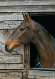 A brown horse with a dark mane looks out from a weathered stable door on the Horse & Pony Notecards Multipack by Charles Sainsbury-Plaice, available from Countryside Greetings.