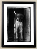 Hunting limited edition framed print, The Expectant Hound by Charles Sainsbury-Plaice from Countryside Greetings. Black and white photo of an alert dog in a doorway, framed in black with a white mat. Ideal for sporting interiors and collectable.
