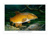 A large barbel fish swims over gravel with corn, hemp seeds, plants, and small fish nearby—a perfect limited edition Barbel fishing print by M J Pledger from CountrysideGreetings for any fishing gift enthusiast.