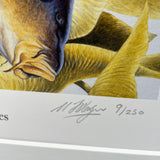 Close-up of Carp fishing print by M J Pledger from CountrysideGreetings, featuring a detailed Common Carp and handwritten signature with “9/250”—a perfect art gift for fishing enthusiasts.