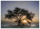 The Crab Apple Tree limited edition print by Charles Sainsbury-Plaice from CountrysideGreetings shows a leafless tree silhouetted in sunrise mist, with a wire fence in a grassy field beneath a jewel-toned sky.