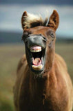 A brown horse with a light mane appears to laugh in this charming outdoor photo, featured on the Horse & Pony Notecards Multipack by Charles Sainsbury-Plaice from Countryside Greetings—perfect for equestrian fans.