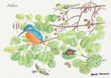 British Trees and Wildlife Greeting Card Multipack by David Thelwell