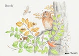 British Trees and Wildlife Greeting Card Multipack by David Thelwell
