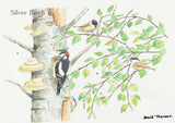 British Trees and Wildlife Greeting Card Multipack by David Thelwell