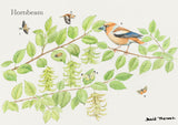 British Trees and Wildlife Greeting Card Multipack by David Thelwell