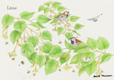 British Trees and Wildlife Greeting Card Multipack by David Thelwell