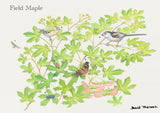 British Trees and Wildlife Greeting Card Multipack by David Thelwell