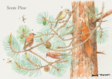 British Trees and Wildlife Greeting Card Multipack by David Thelwell