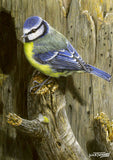 Beautiful British Birds greeting card Multipack