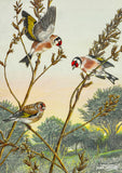 Beautiful British Birds greeting card Multipack