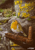 The much-loved robin sits atop a rusty garden tap, surrounded by golden lichen and aged stone. A perfect symbol of British gardens and year-round cheer.