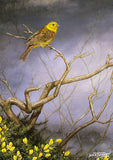 Beautiful British Birds greeting card Multipack