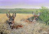 Nature and wildlife greeting card assorted multipack