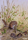 Nature and wildlife greeting card assorted multipack