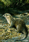 Nature and wildlife greeting card assorted multipack