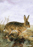 Nature and wildlife greeting card assorted multipack
