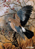 A vibrant jay perches among rich autumn foliage, captured mid-motion as it prepares to take flight. The warm tones and delicate detail reflect the beauty of British woodland in the turning season.