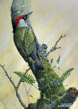 This striking green woodpecker clings to a moss-covered tree, its vivid plumage standing out against the muted greens of its forest surroundings. A wonderful depiction of this elusive British bird.